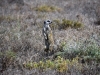 20160217-Addo-SSp04.jpg