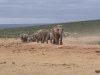 20160217-Addo-SSp26.jpg
