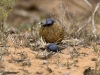 20160217-Addo-SSp27.jpg