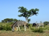2010214-Hluhluwe-SSp01.jpg