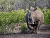 2010214-Hluhluwe-SSp02.jpg