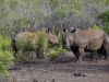 2010214-Hluhluwe-SSp03.jpg