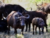 2010214-Hluhluwe-SSp03.jpg