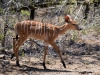 2010214-Hluhluwe-SSp03.jpg
