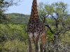 2010214-Hluhluwe-SSp03.jpg