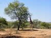 2010214-Hluhluwe-SSp03.jpg