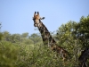 2010214-Hluhluwe-SSp03.jpg