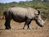 2010214-Hluhluwe-SSp03.jpg