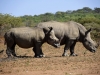 2010214-Hluhluwe-SSp03.jpg