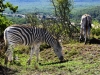 2010214-Hluhluwe-SSp17.jpg