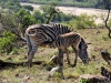 2010214-Hluhluwe-SSp18.jpg