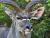 2010214-Hluhluwe-SSp03.jpg