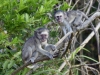 2010214-Hluhluwe-SSp03.jpg