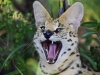 2010214-Hluhluwe-SSp03.jpg