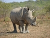 2010214-Hluhluwe-SSp03.jpg