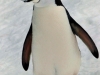 Antarktis 009