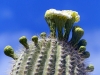 Arizona-021