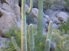Arizona-035