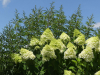 Bodensee-026