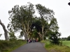 20220707-Dark-Hedges-SSp01
