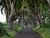 20220707-Dark-Hedges-SSp03