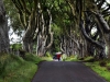 20220707-Dark-Hedges-SSp04