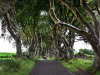 20220707-Dark-Hedges-SSp05