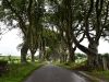 20220707-Dark-Hedges-SSp06