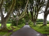 20220707-Dark-Hedges-SSp07