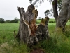 20220707-Dark-Hedges-SSp09