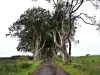 20220707-Dark-Hedges-SSp10