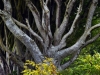 20220707-Dark-Hedges-SSp11