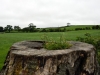 20220707-Dark-Hedges-SSp12