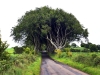 20220707-Dark-Hedges-SSp14