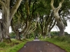 20220707-Dark-Hedges-SSp15