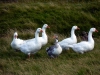 Färöer 013