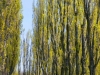 Flevoland-027