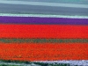 Flevoland-040