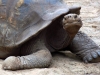 Galapagos-05