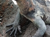 Galapagos-08