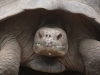 Galapagos-27