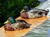 Gardasee-021