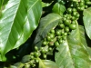Guatemala-34