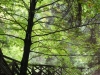 Schwarzwald-05