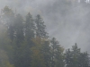 Schwarzwald-27