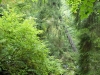 Schwarzwald-31
