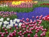 Holland 003