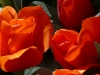 Holland 005