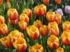 Holland 007