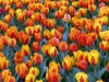 Holland 010
